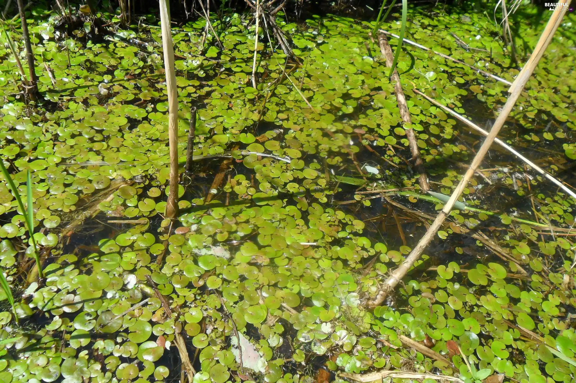 Frogbit, swamp