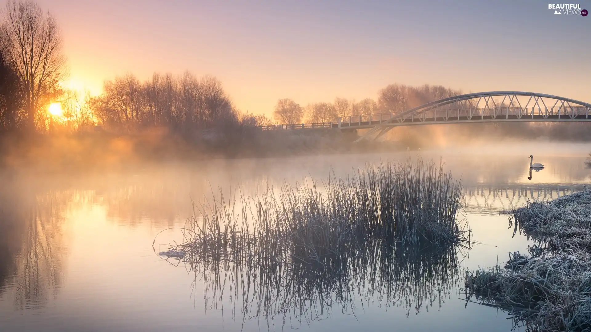 grass, trees, Fog, viewes, Sunrise, bridge, River, Swans