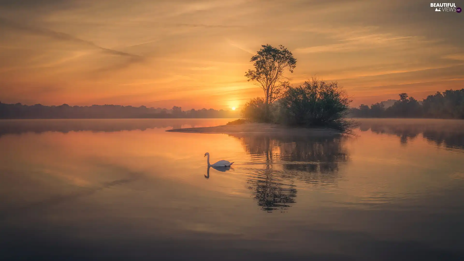 Sunrise, lake, viewes, Swans, trees, Fog