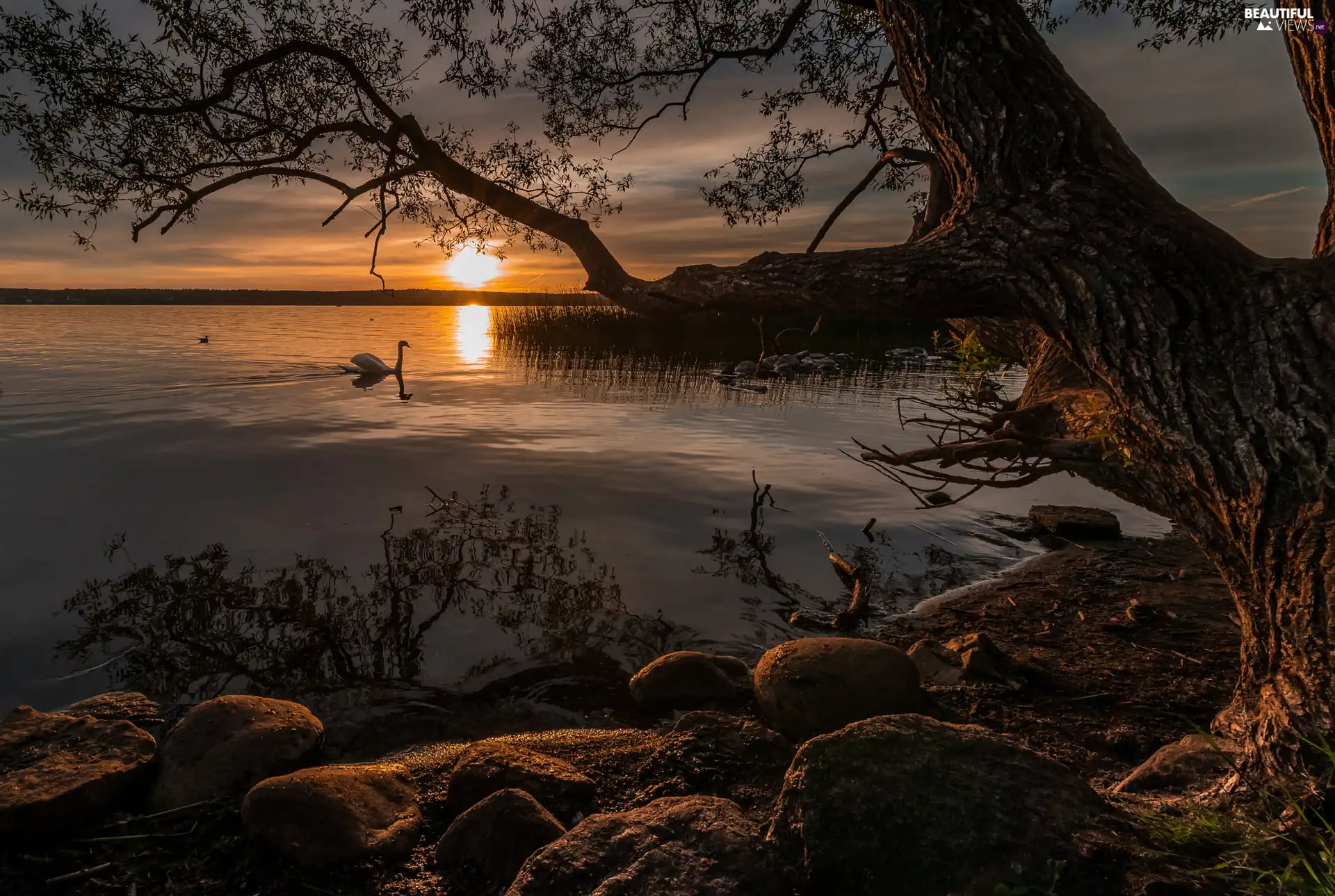 Stones, Great Sunsets, Swans, trees, lake