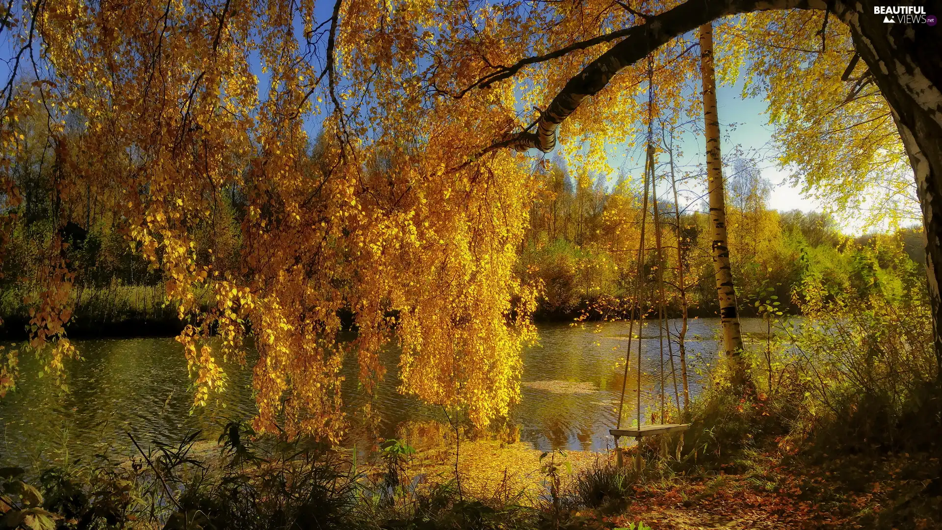 River, Swing, autumn, birch-tree