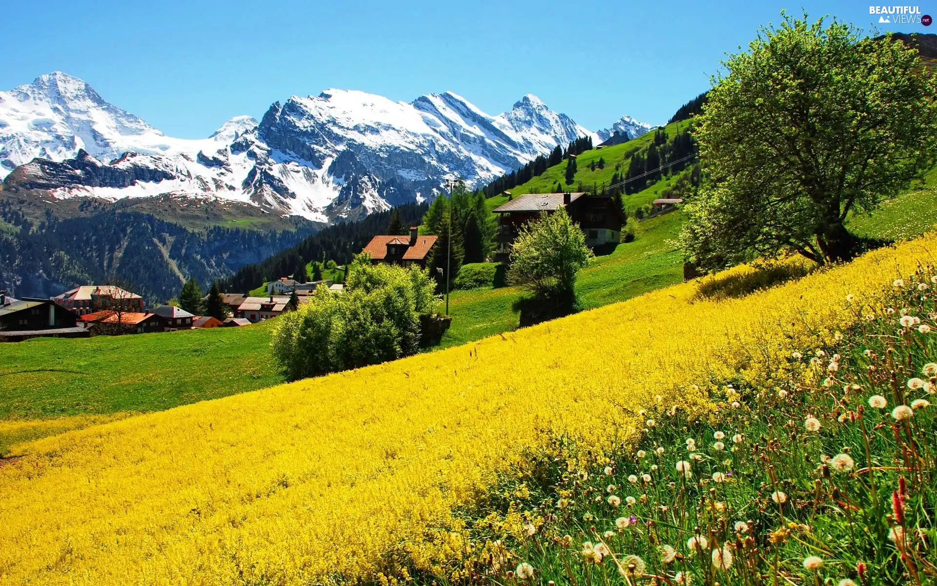 Mountains, Houses, Switzerland, Meadow