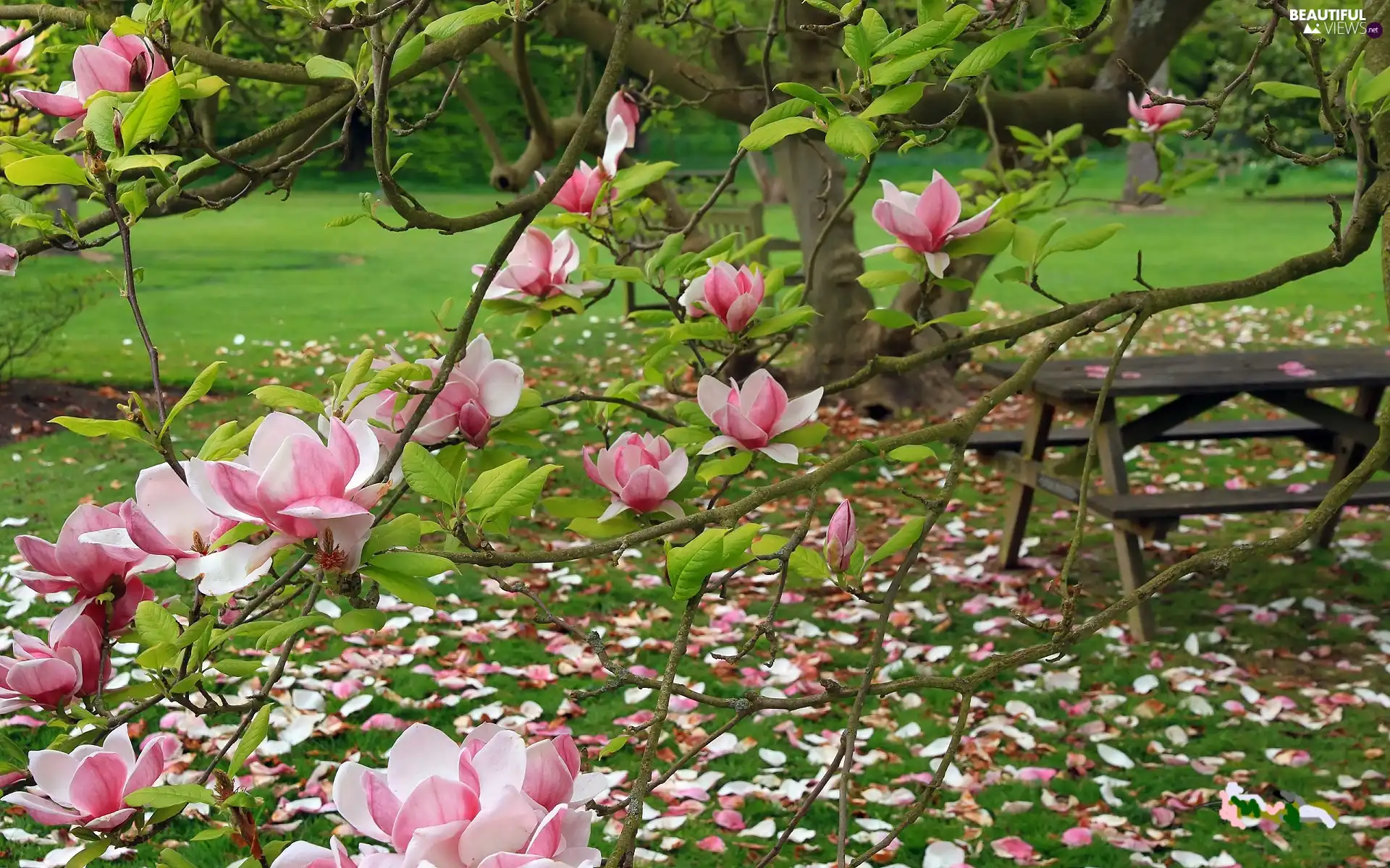 Garden, Magnolia, table, Pink