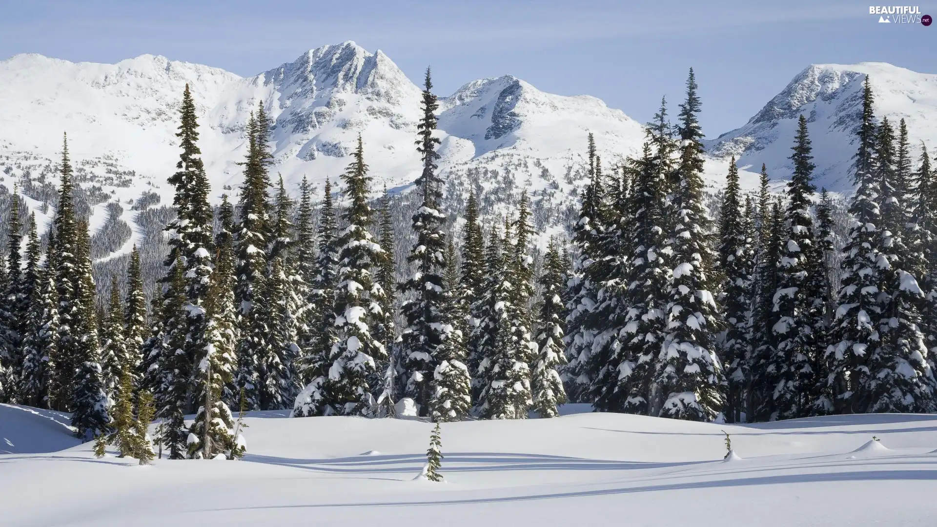 Mountains, snow, taiga, forest