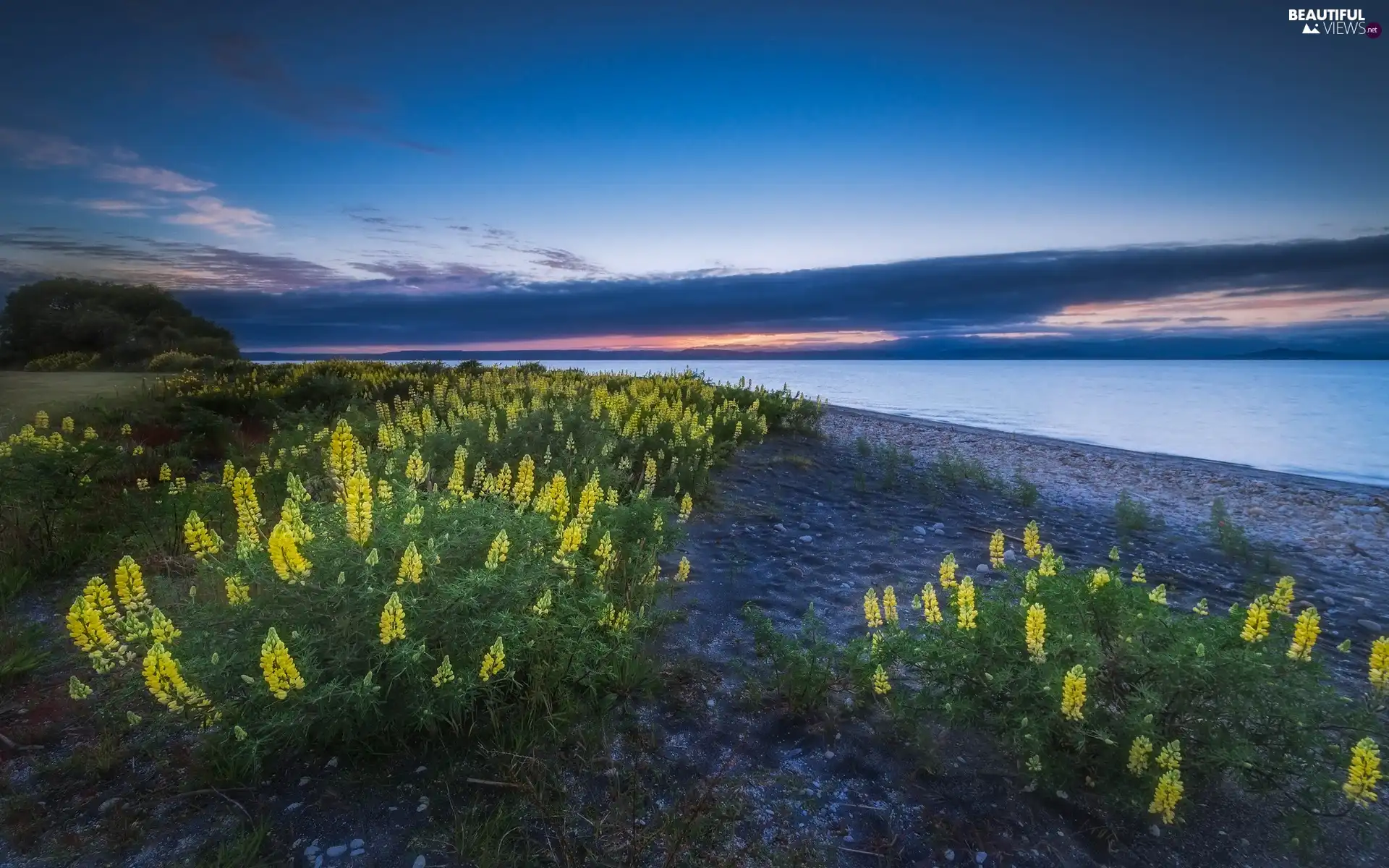 Taupo, New Zeland, Yellow, lupine, Flowers, lake