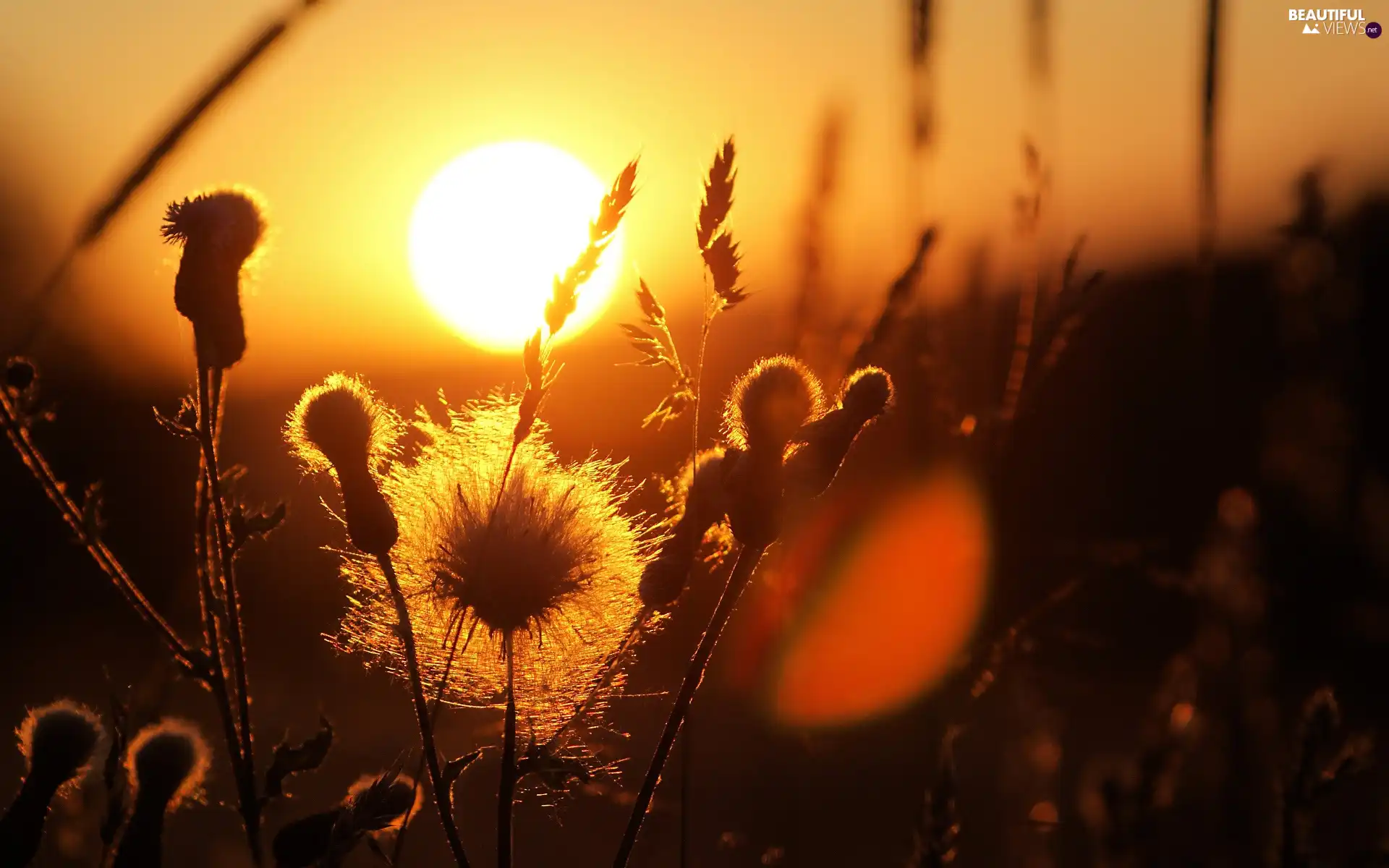 teasel, grass, sun, Meadow, west