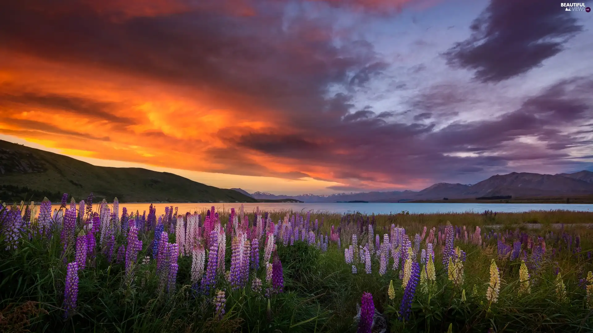 Tekapo Lake, New Zeland, Great Sunsets, Mountains, Meadow, lupine