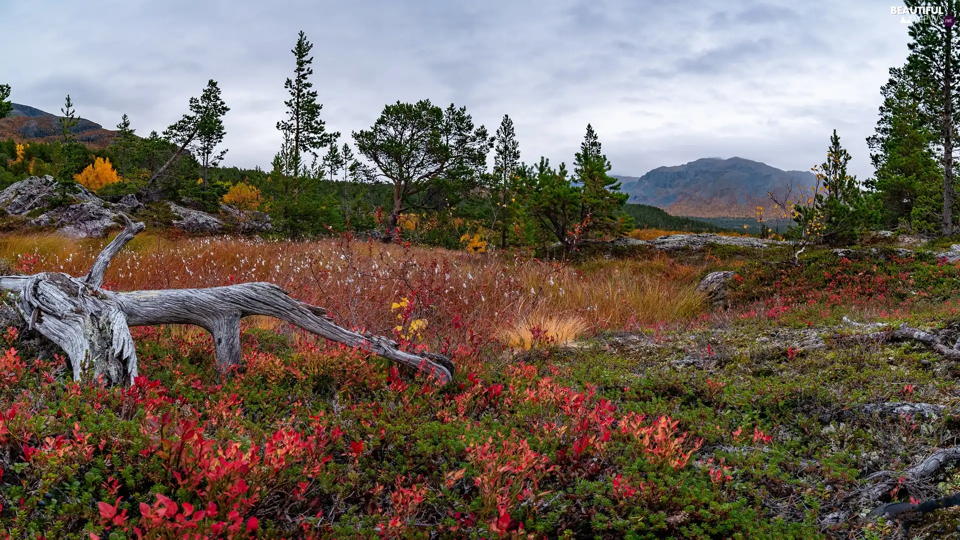 color, Bush, Plants, trees, Lod on the beach, mountains, autumn, viewes