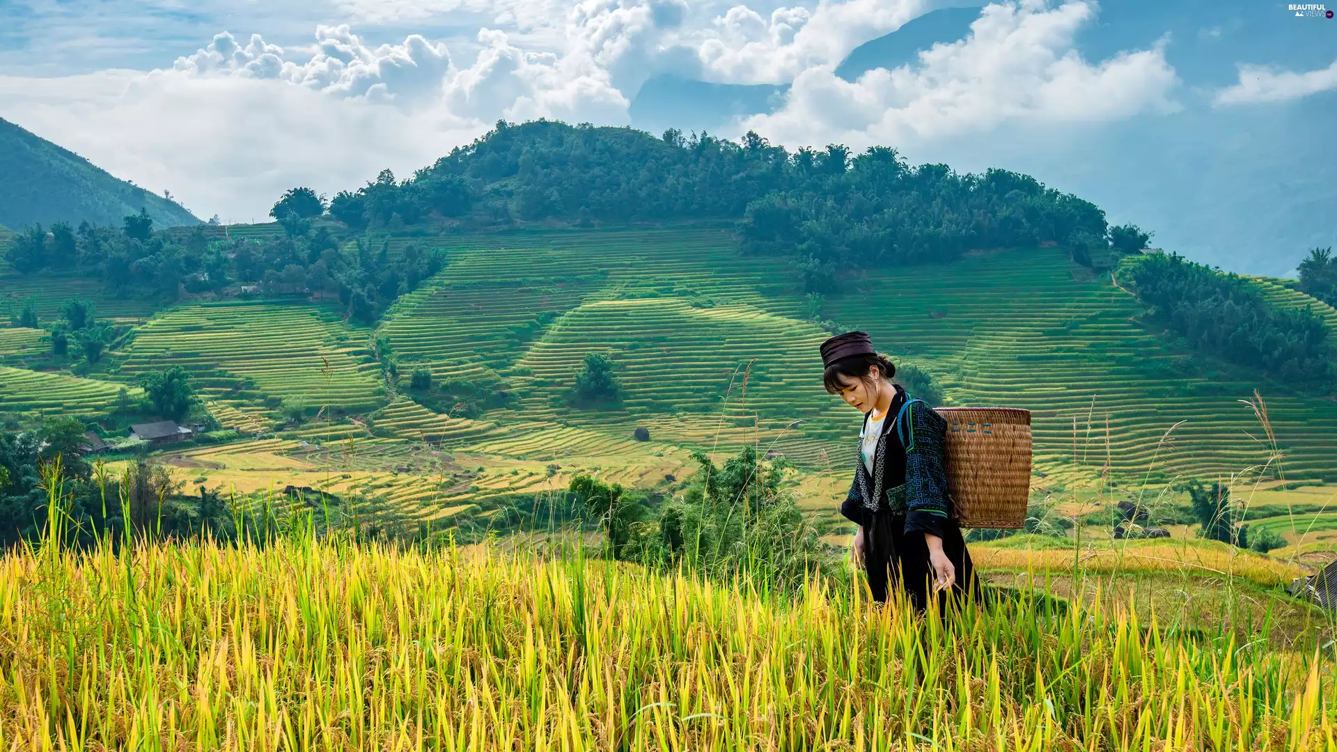 Hat, Women, Field, The Hills, basket, Asian