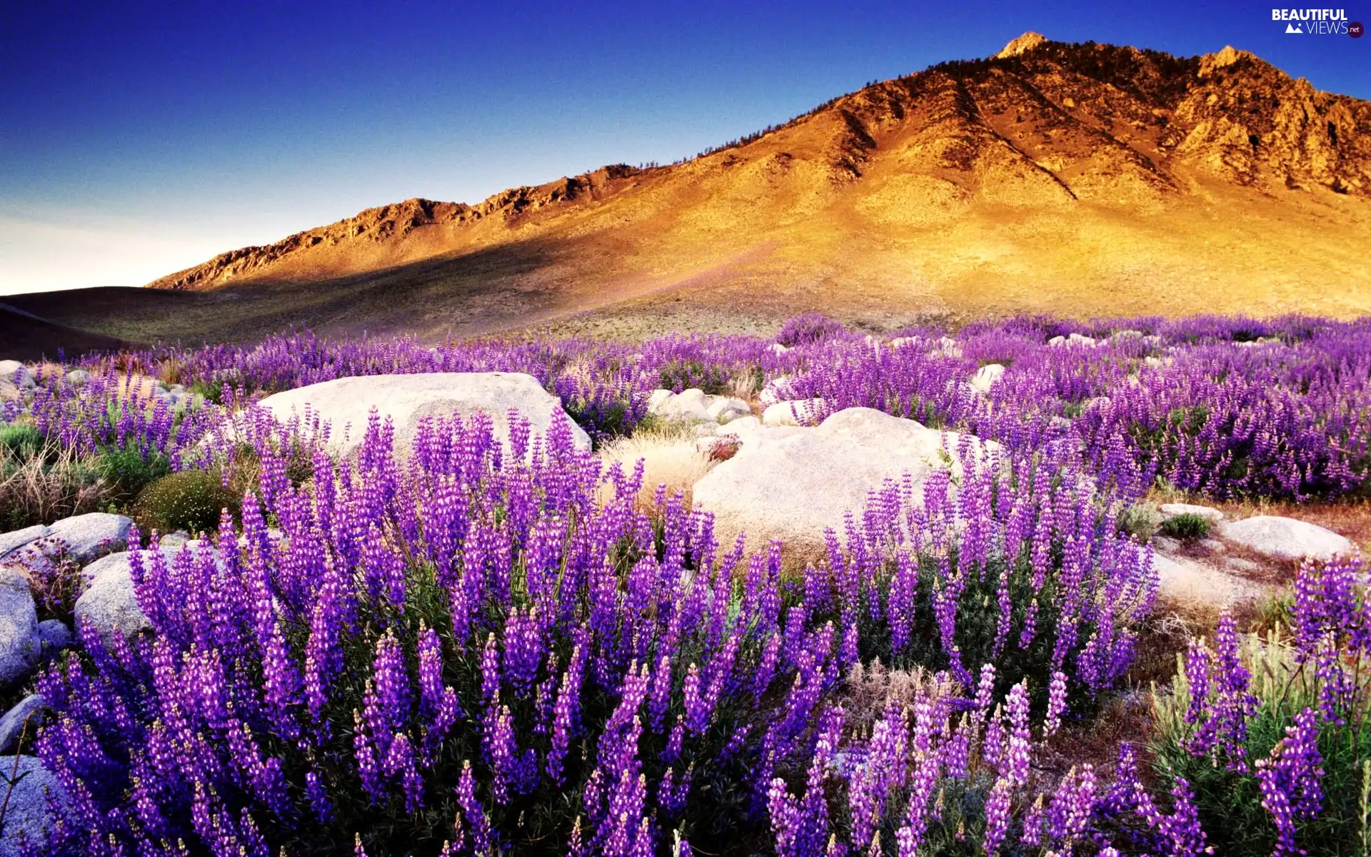 The Hills, west, flower, lupine, boulders, sun