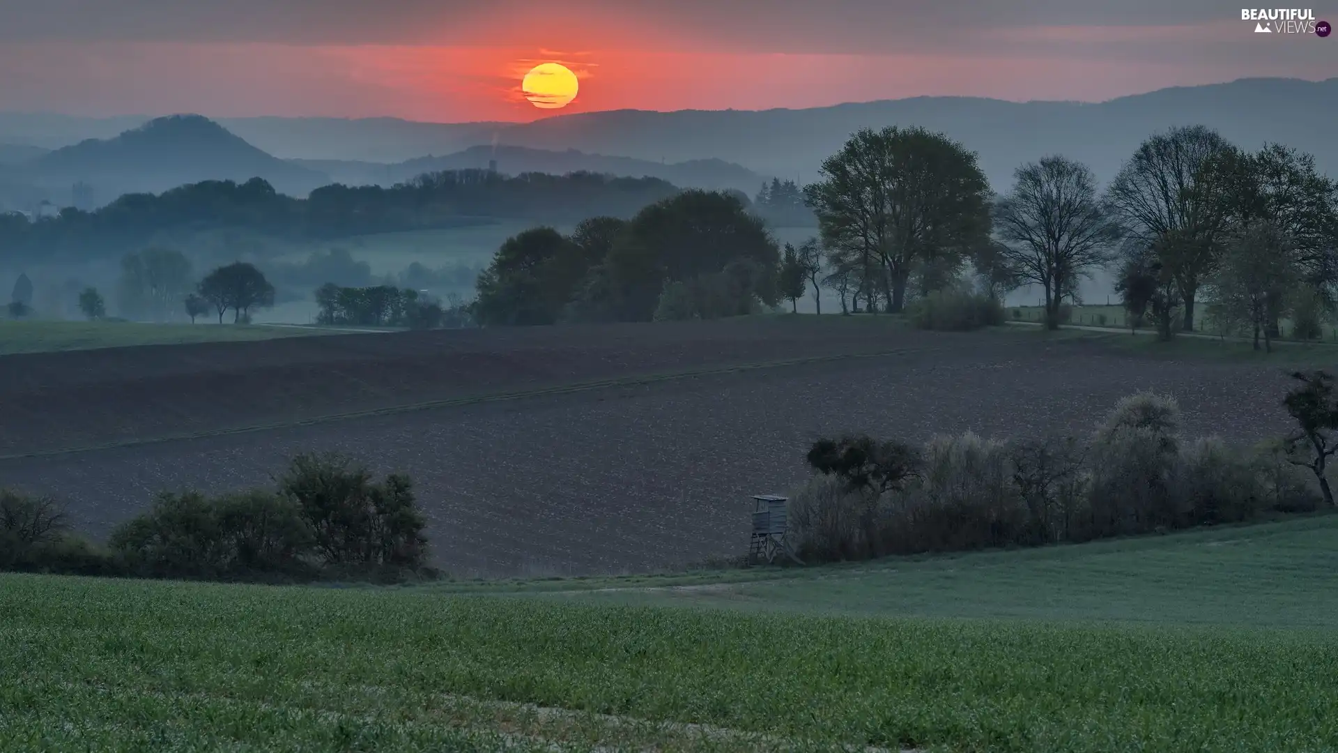 trees, Sunrise, Fog, The Hills, viewes, field