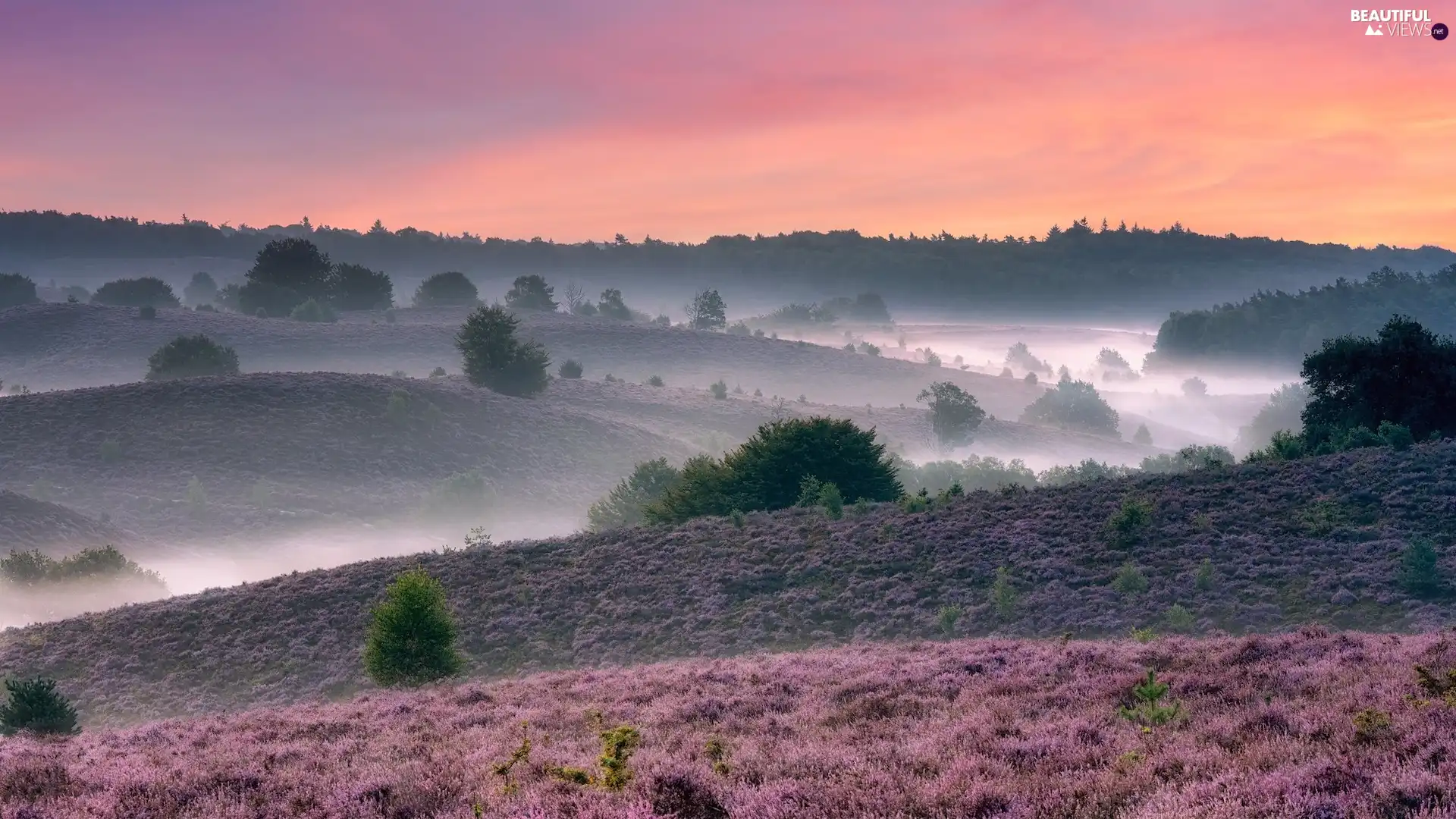 trees, viewes, Fog, The Hills, heath