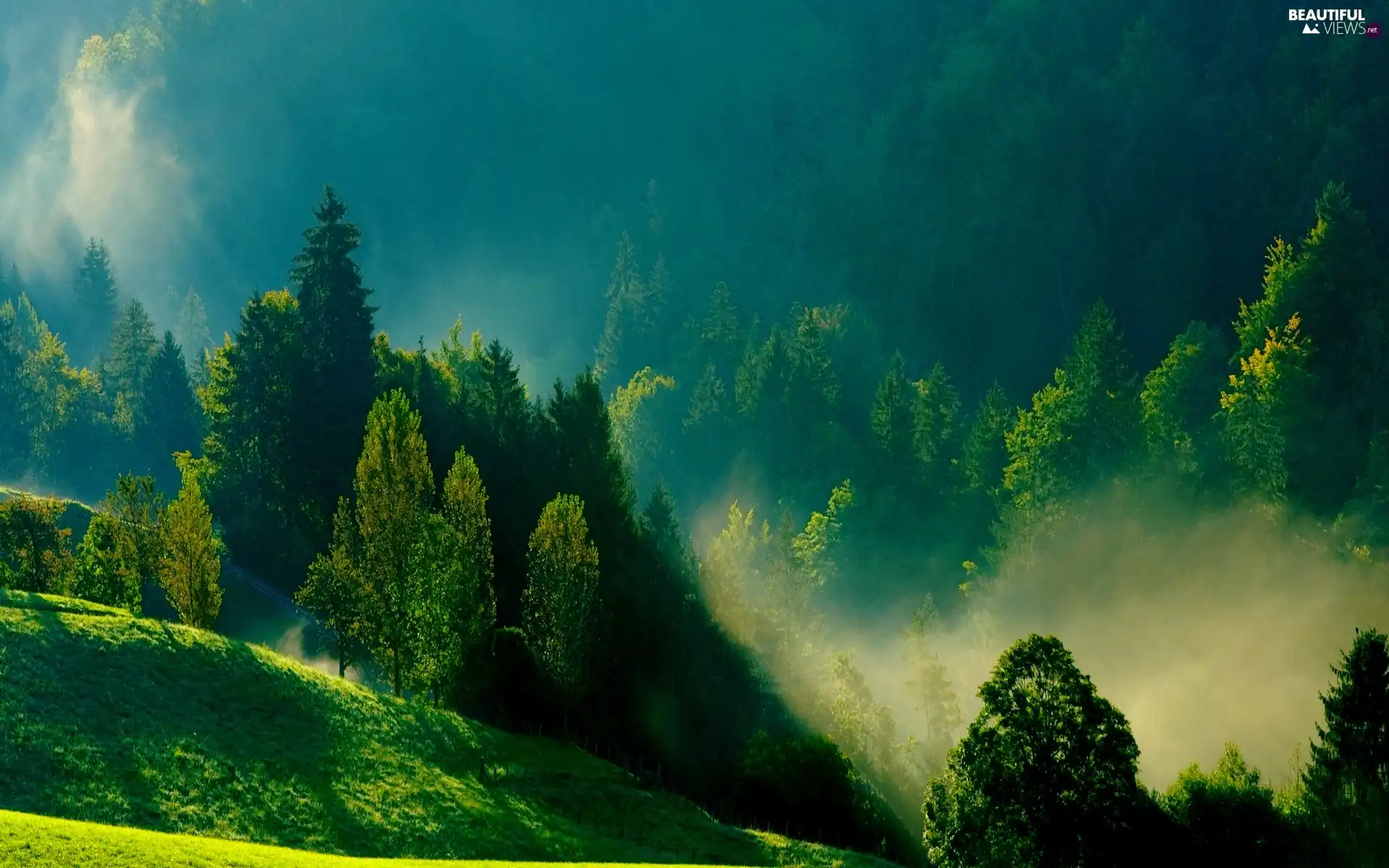 Morning, green ones, The Hills, Fog