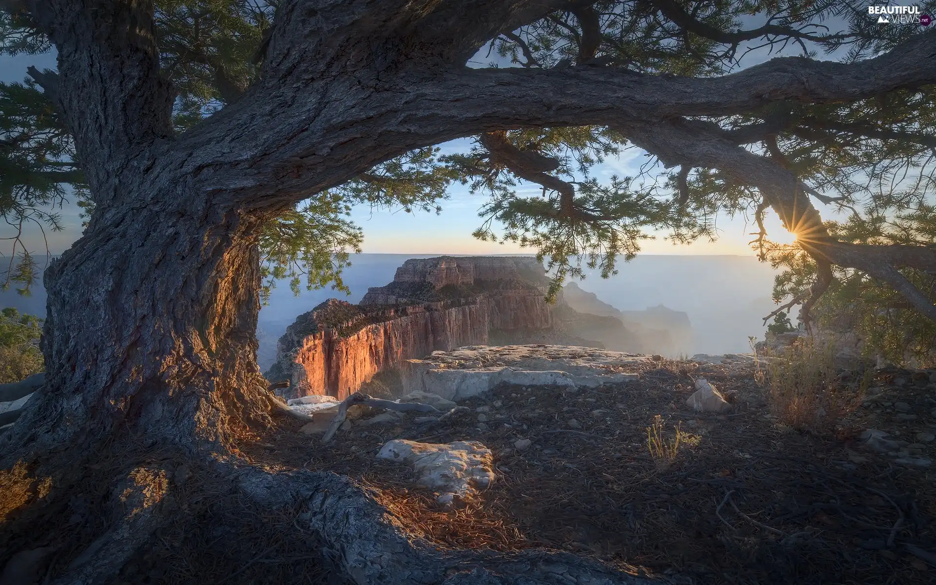 trees, rays of the Sun, Rocks, Fog