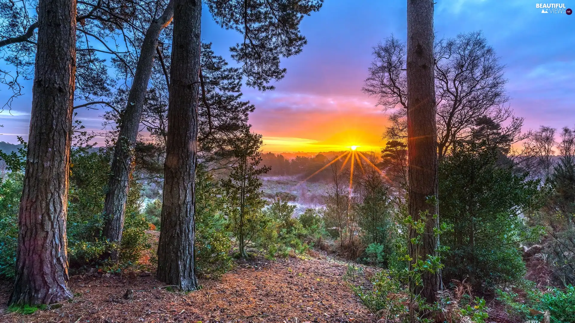 trees, rays of the Sun, VEGETATION, viewes