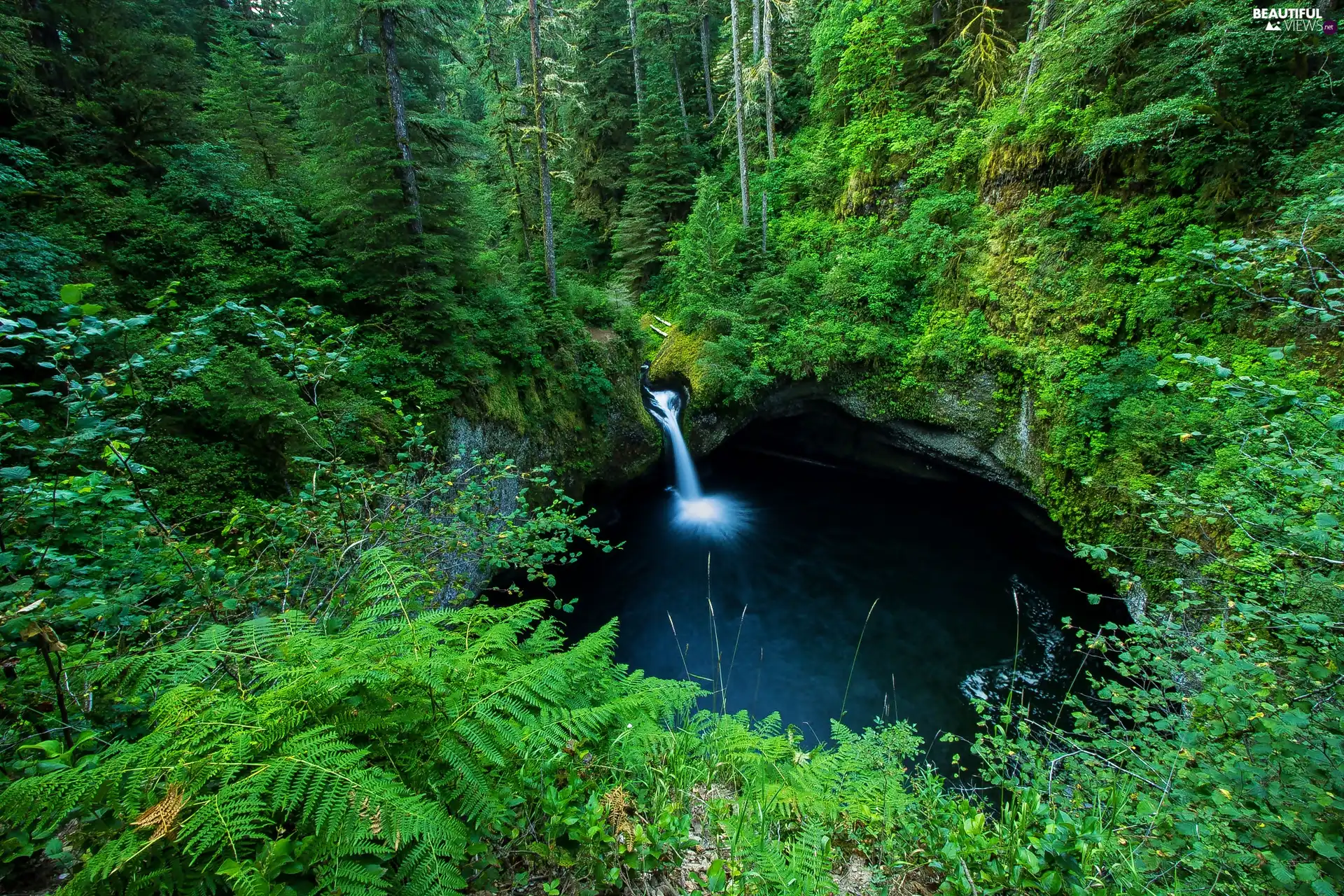 trees, forest, Oregon, fern, Waterfall Punch Bowl Falls, viewes, The United States
