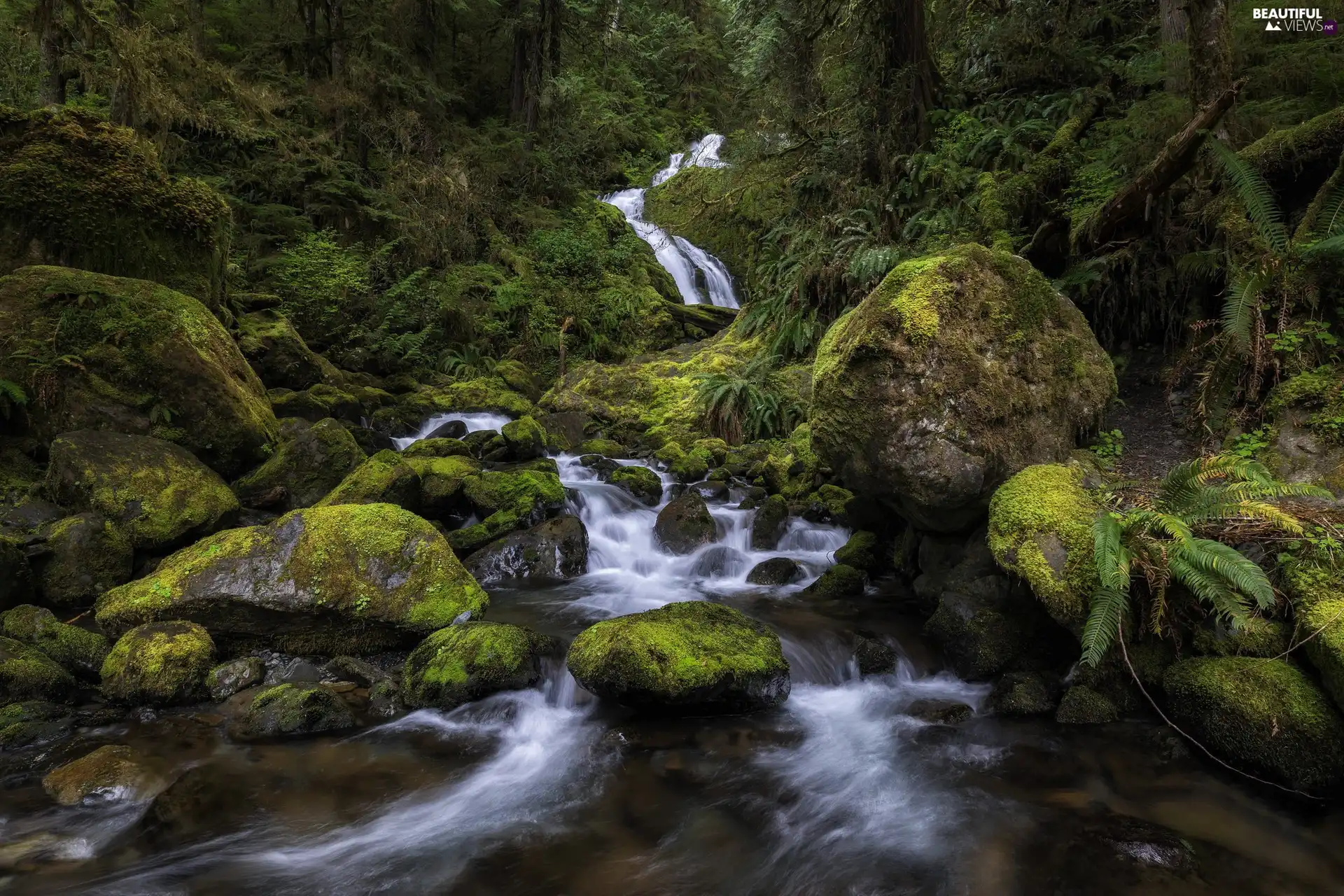 Moss, Bunch Falls, Washington State, viewes, The United States, River, Olympic National Park, Plants, trees, Stones