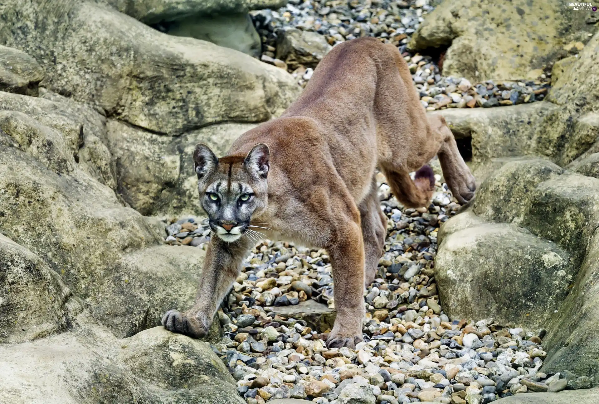 rocks, cougar, The look