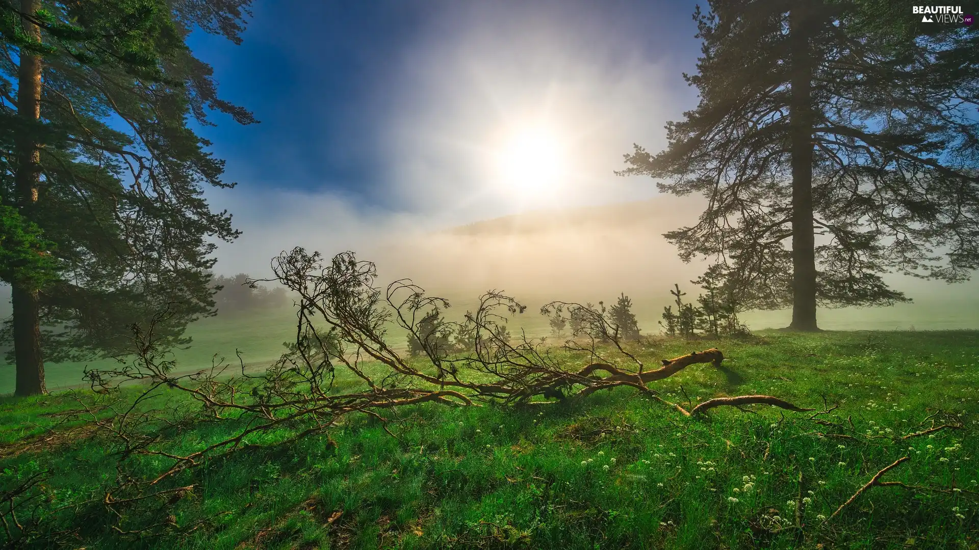 car in the meadow, trees, Fog, Sunrise, Lod on the beach, viewes