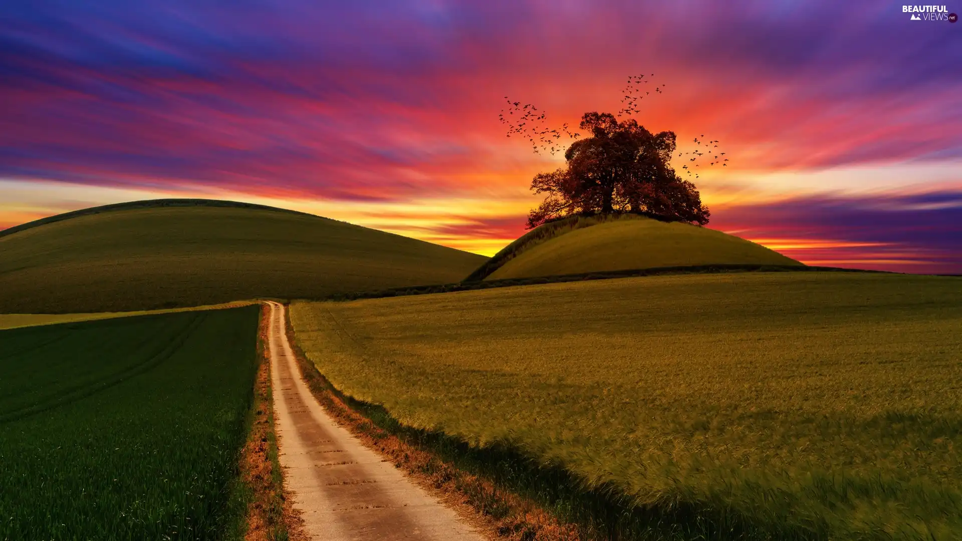 The Hills, field, birds, medows, Way, trees, Great Sunsets
