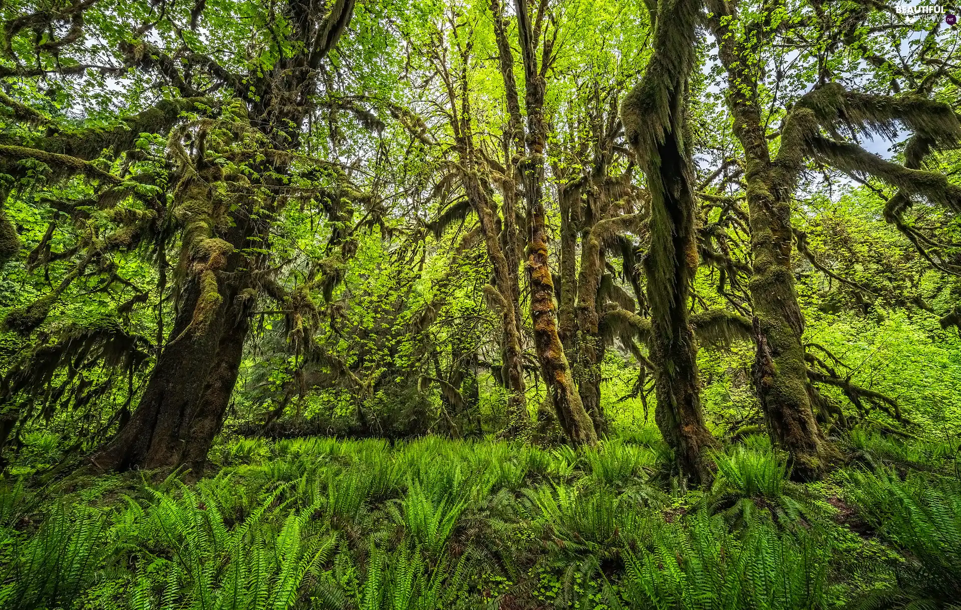 viewes, forest, Washington State, trees, Olympic National Park, fern, The United States