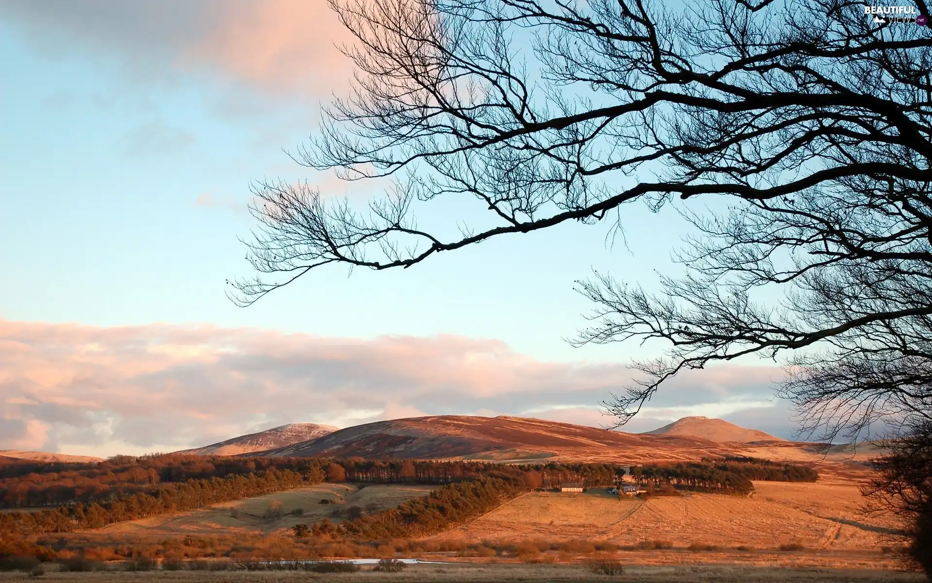 woods, trees, The Hills