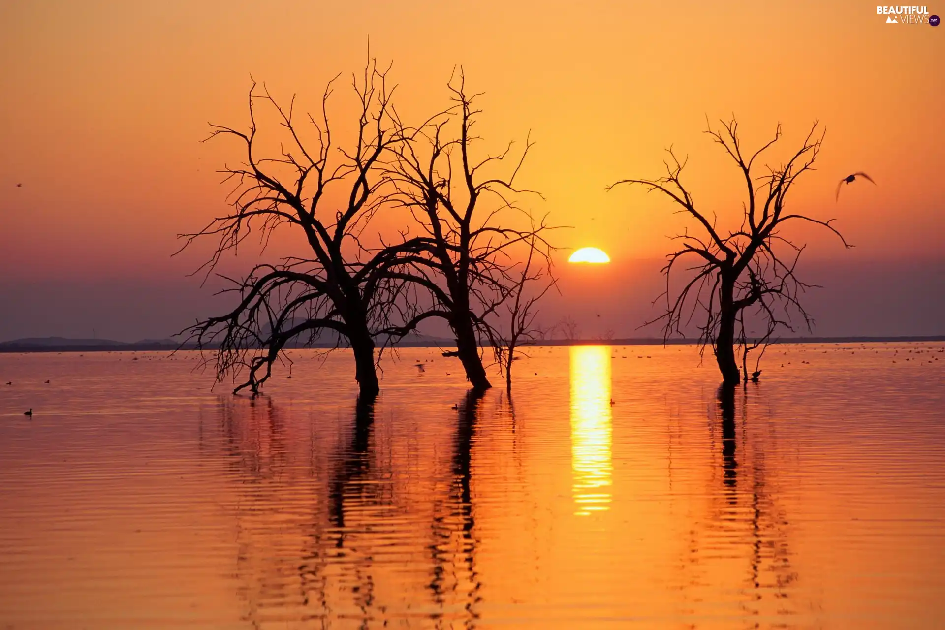 lake, Three, viewes, lonely, trees, sun, west, dry