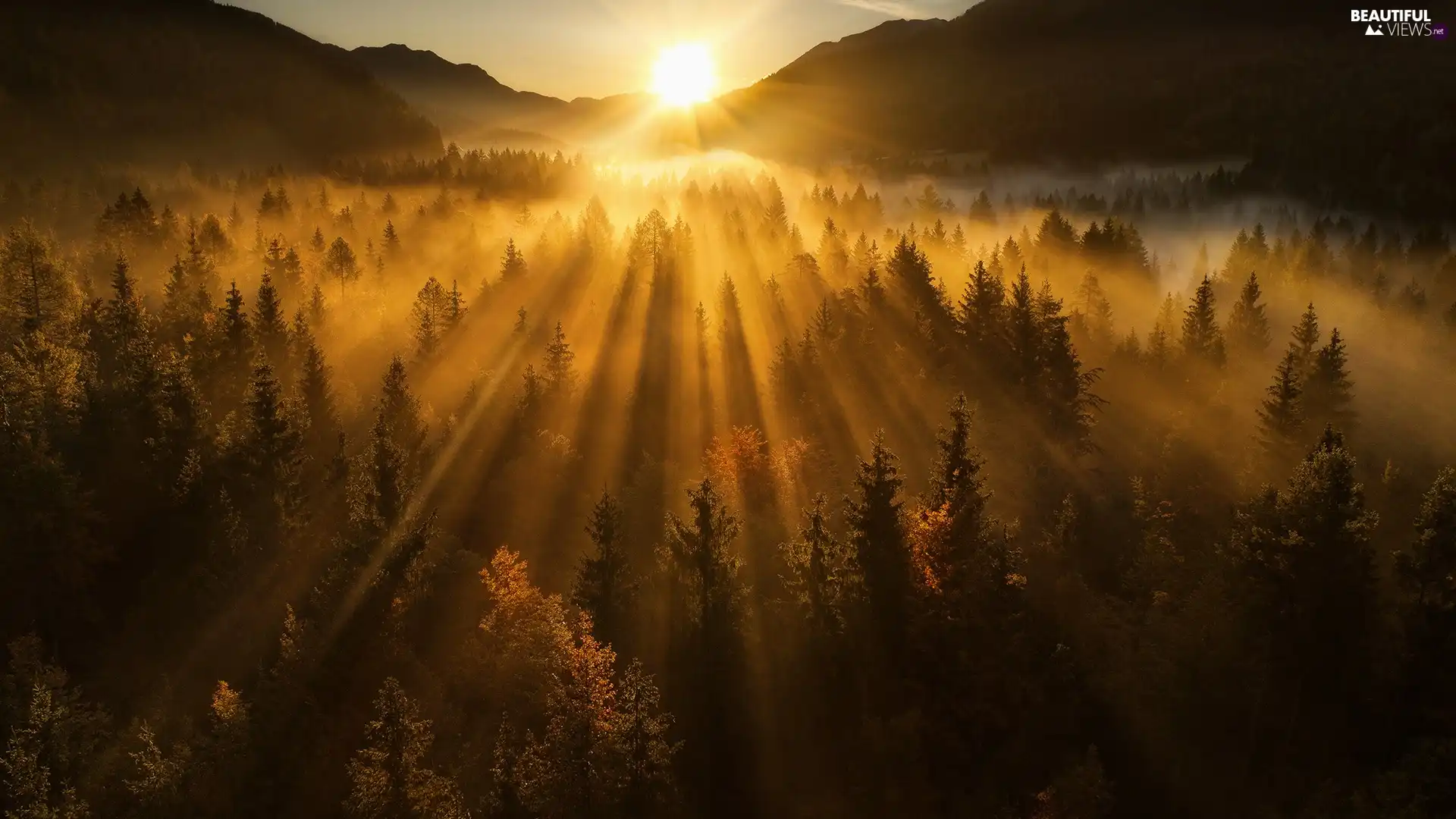 forest, light breaking through sky, Mountains, Fog