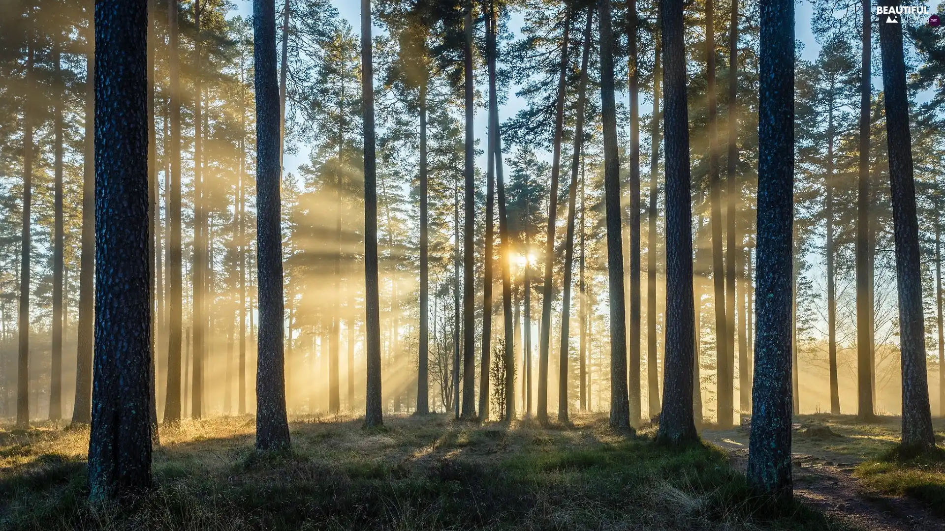 rays of the Sun, light breaking through sky, trees, viewes, forest