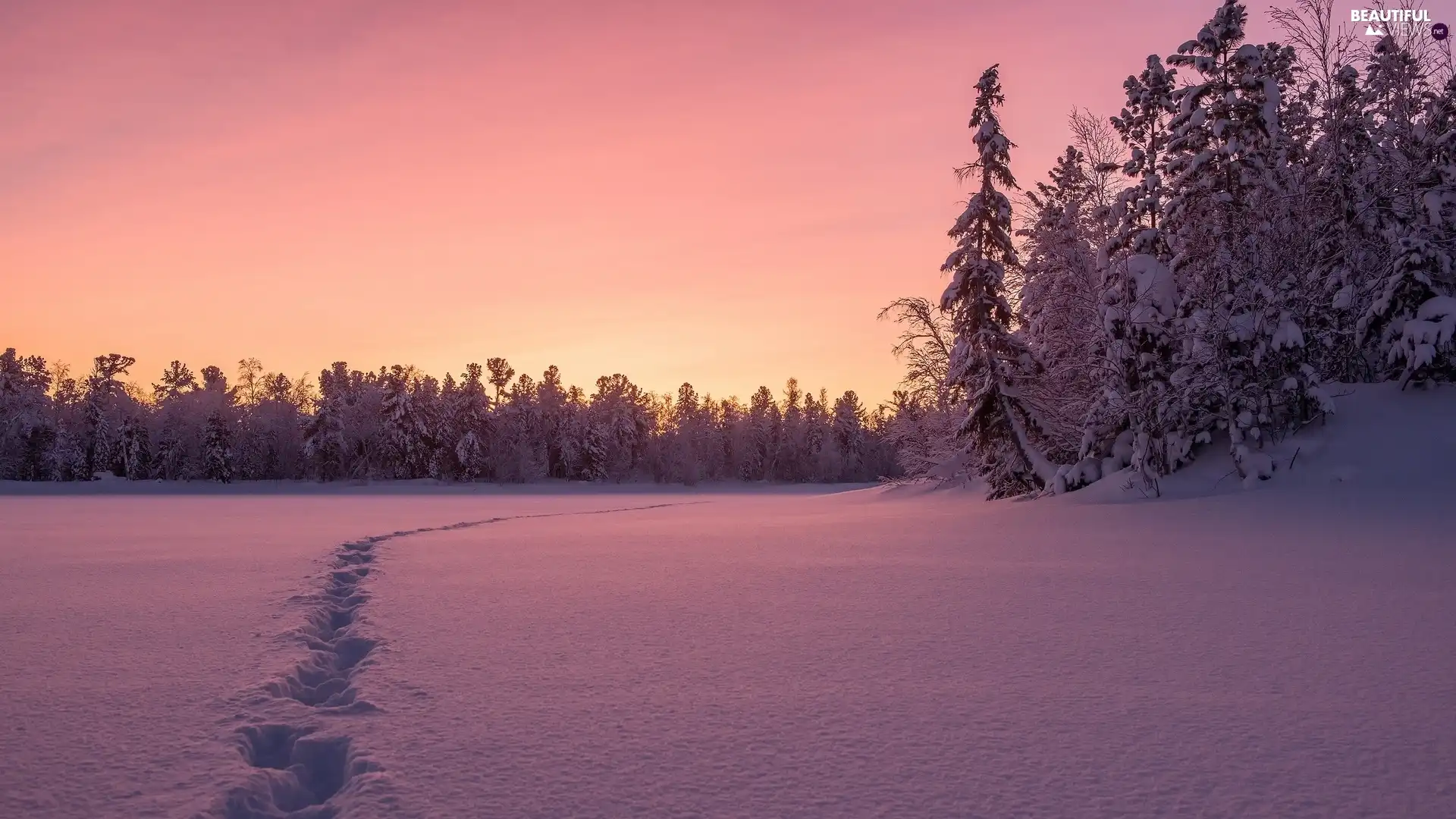 trees, snow, Great Sunsets, forest, winter, viewes, traces