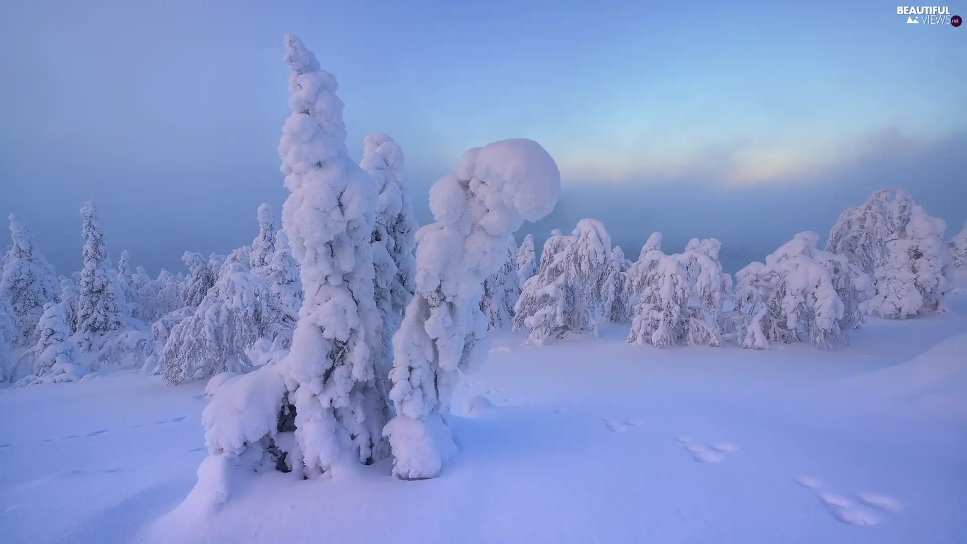 Snowy, winter, viewes, traces, trees, snow