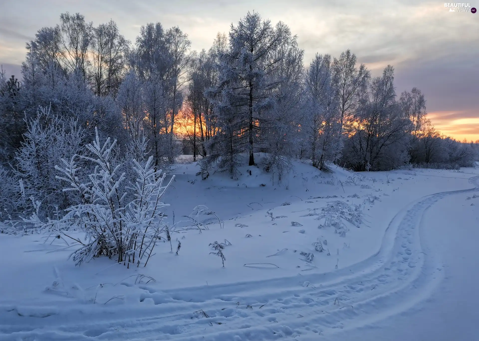 viewes, forest, Way, trees, winter, Great Sunsets, traces