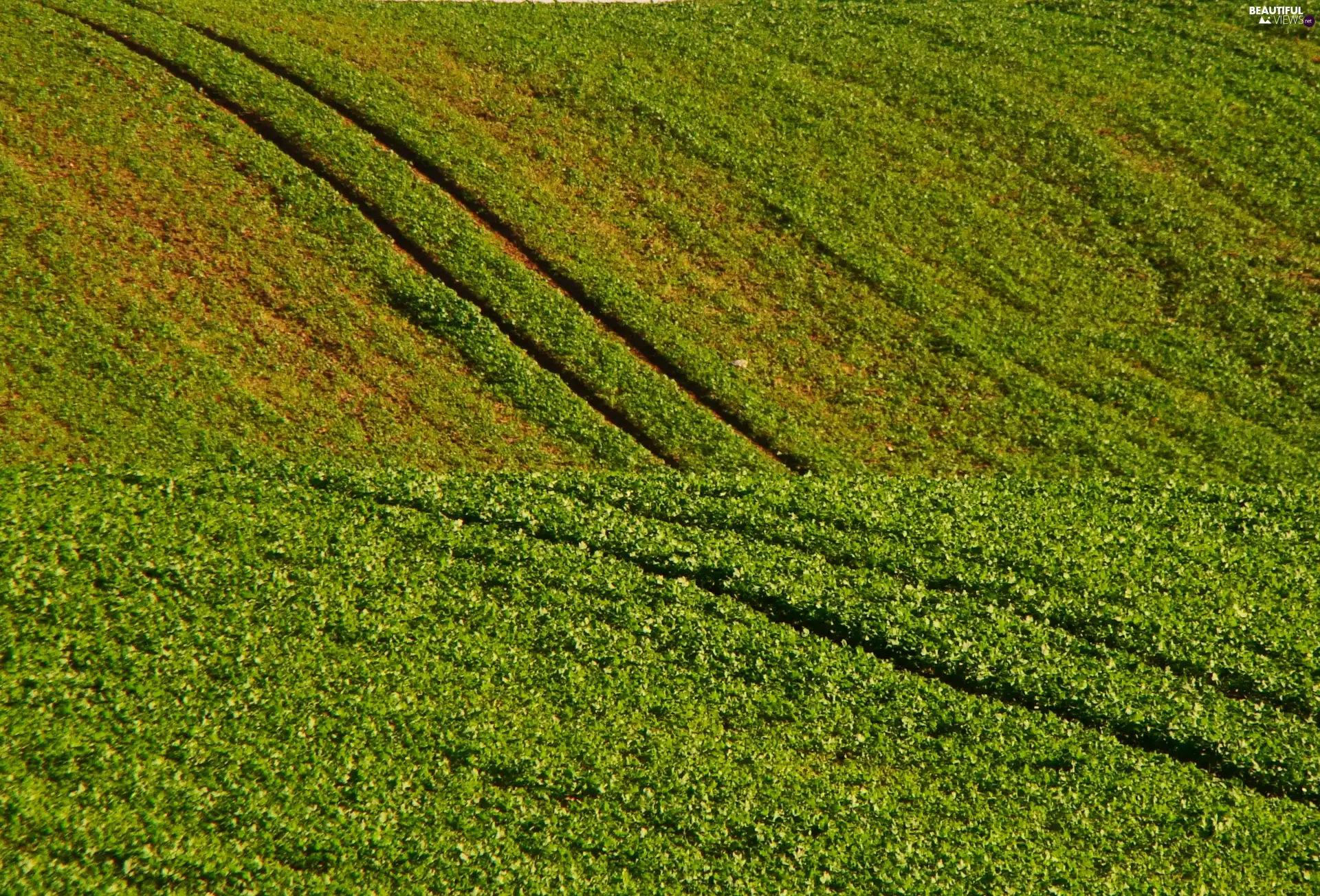 tractor, Field, traces