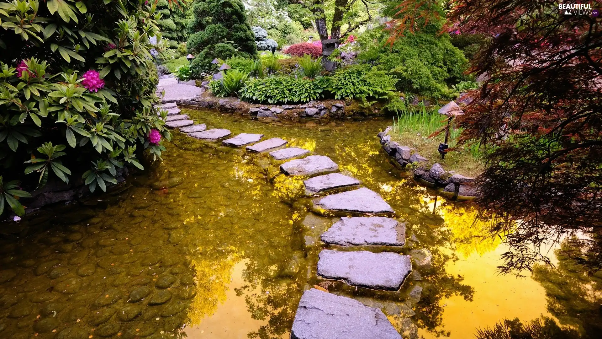 transition, rhododendron, water, Stone, Garden
