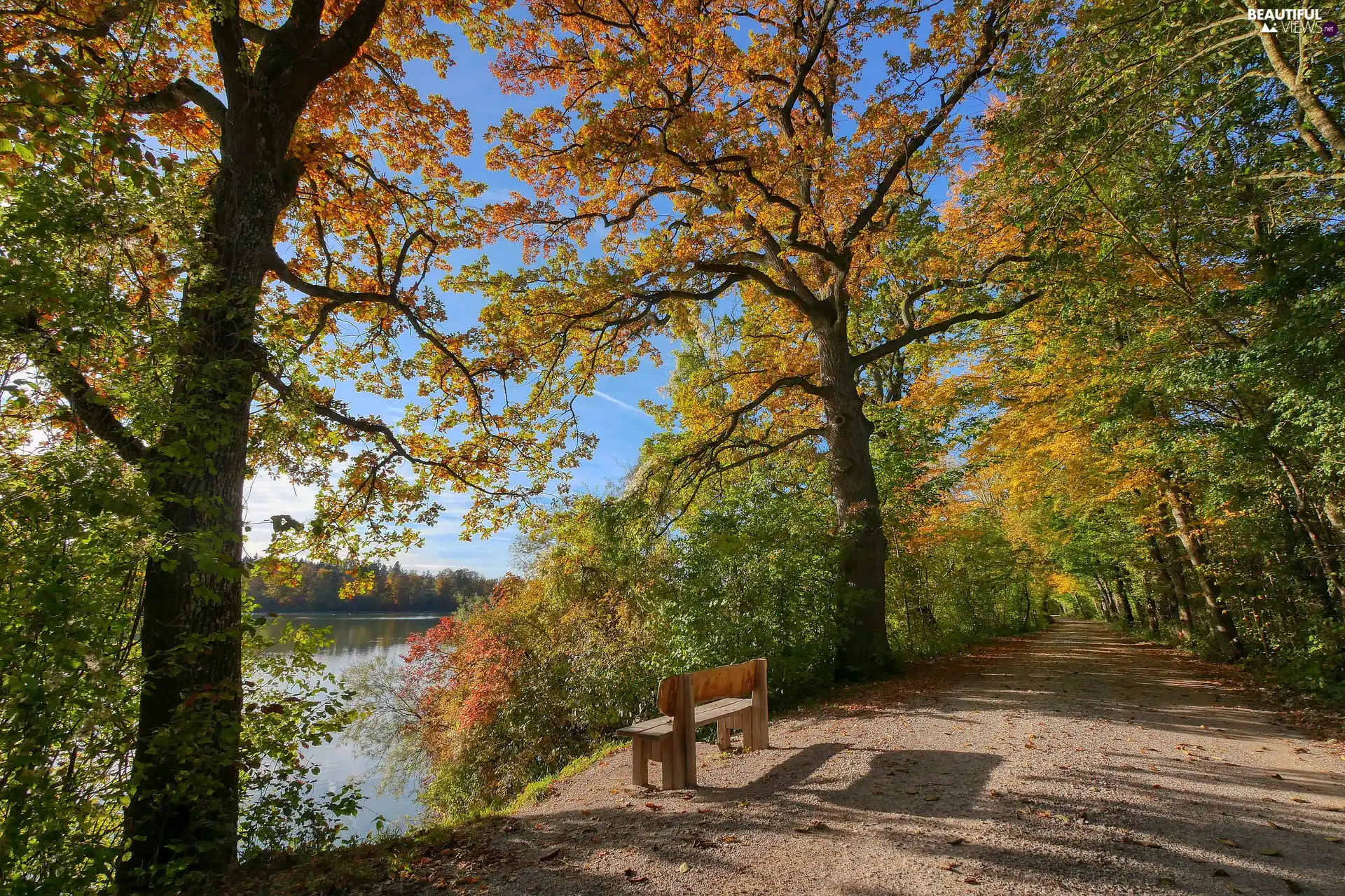 trees, autumn, viewes, River, sunny, day, Bench, coast, Way