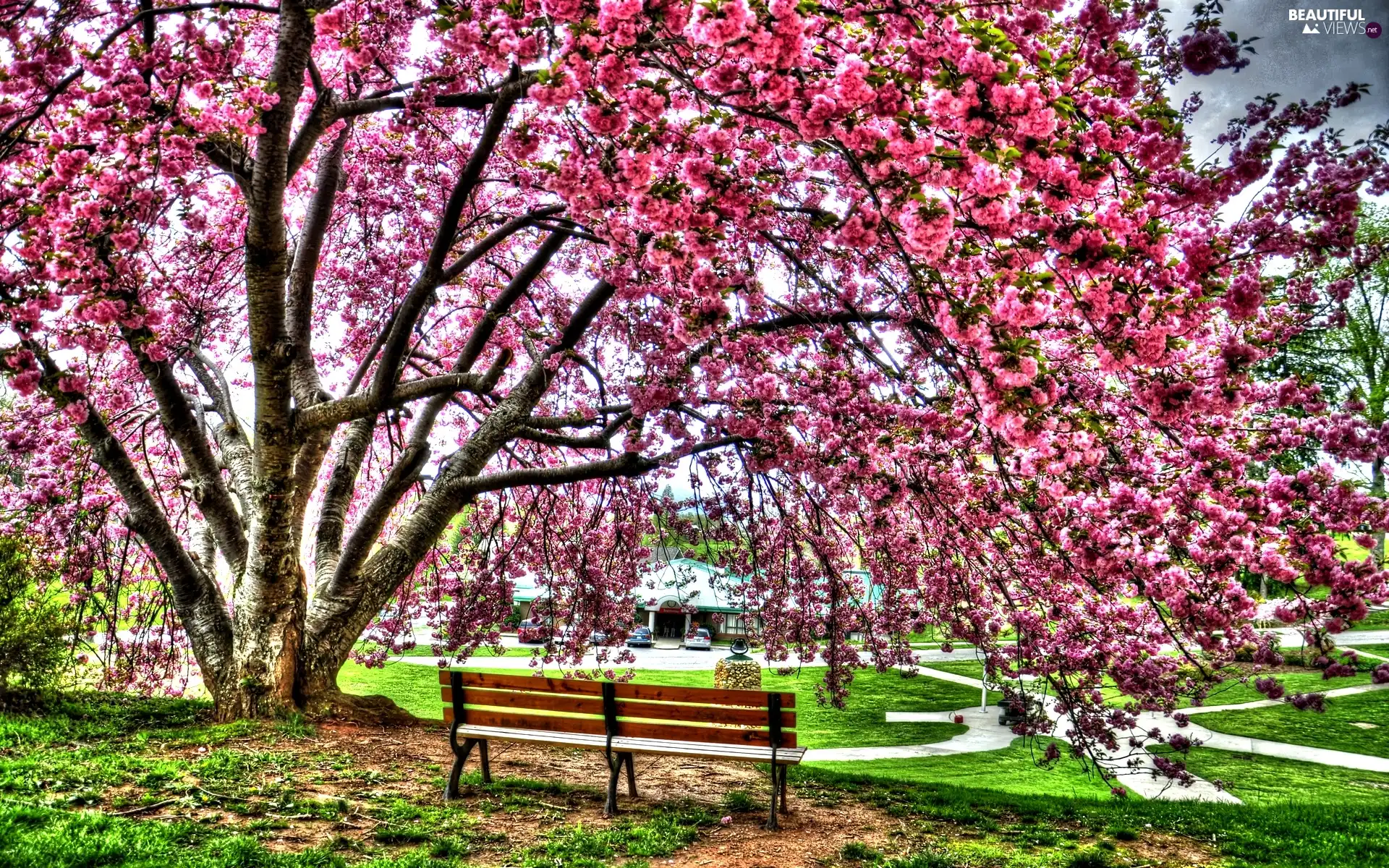 trees, Bench, Park, flourishing, Spring