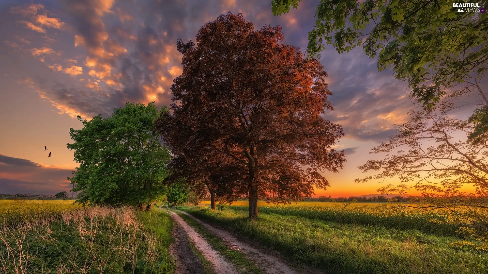 trees, viewes, clouds, Field, grass, Way, Great Sunsets, branch pics