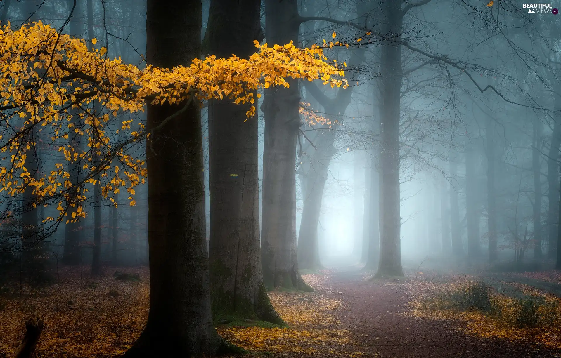 trees, forest, viewes, autumn, Leaf, Path, branch, Yellow, Fog