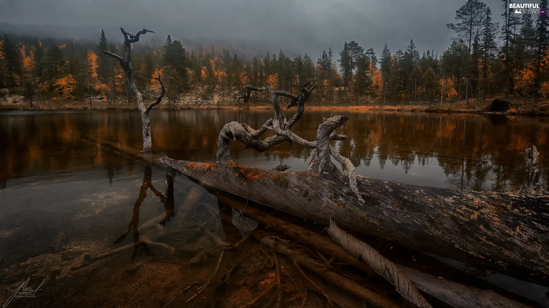 trees, viewes, branches, fallen, dry, lake, autumn, trees