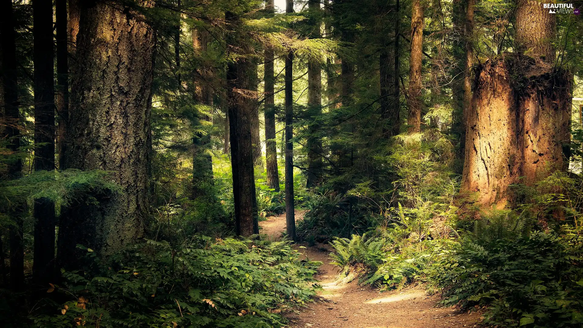 trees, forest, Path, fern, viewes, light breaking through sky