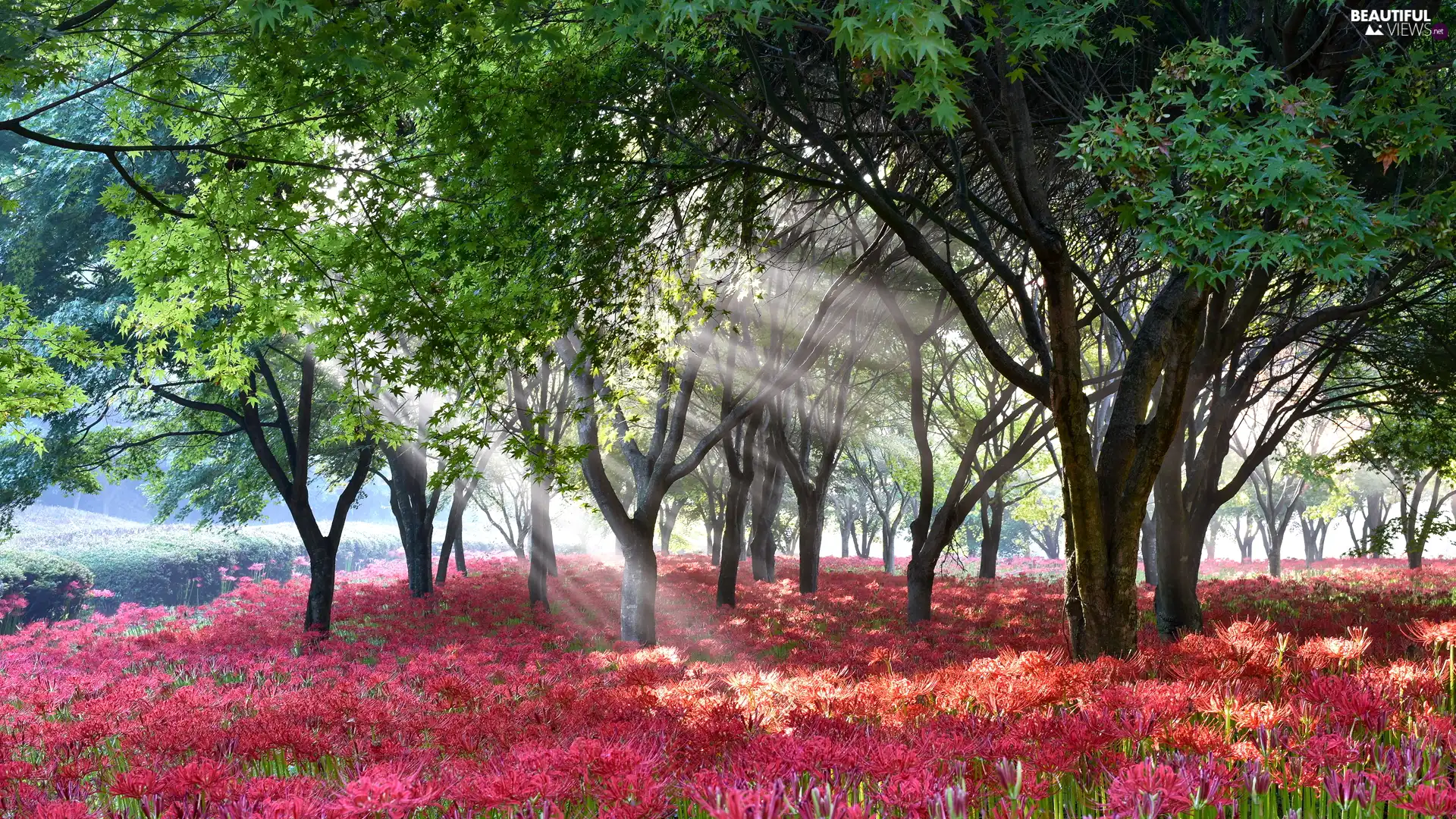 Flowers, light breaking through sky, viewes, Red, trees