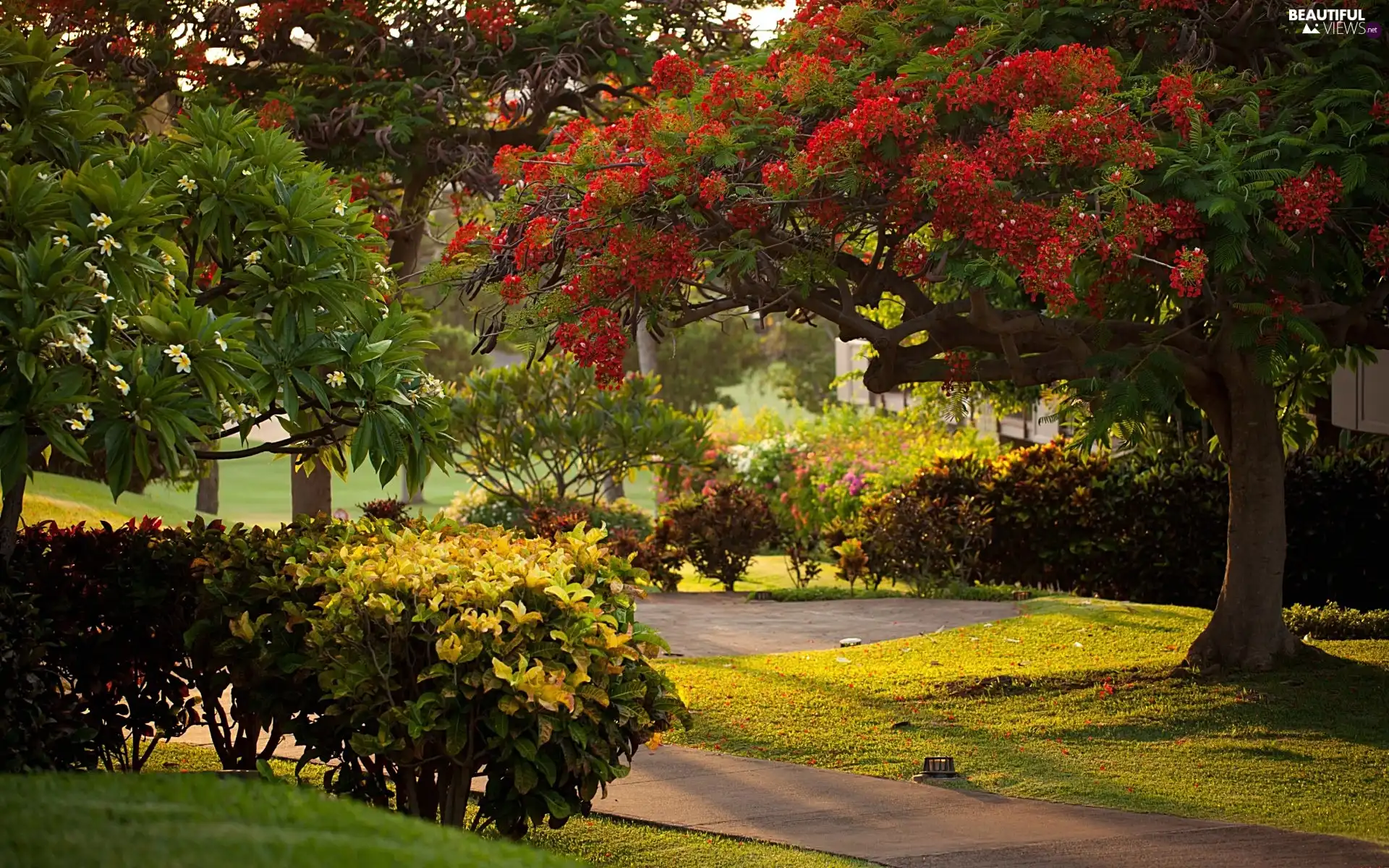 trees, Bush, lane, flourishing, Park