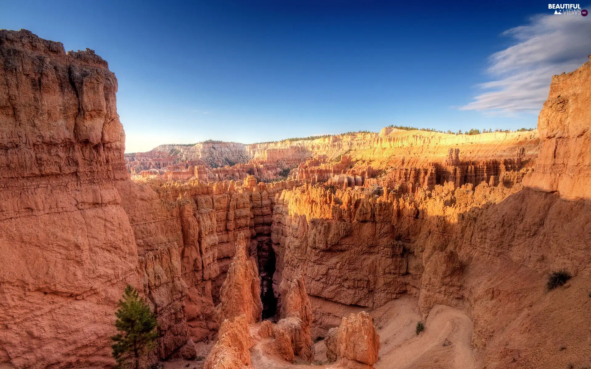 canyon, trees