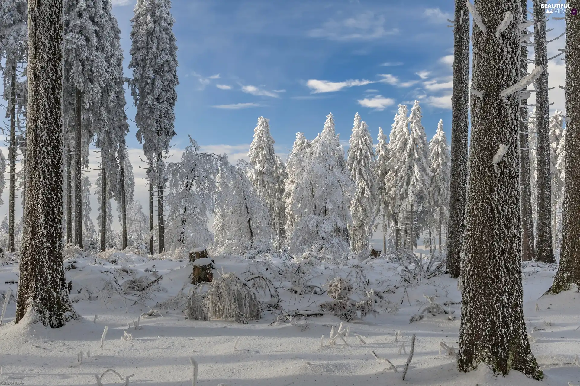 Rhineland-Palatinate, Germany, Hunsrück Range, Peak Erbeskopf, trees, viewes, forest, White frost, winter