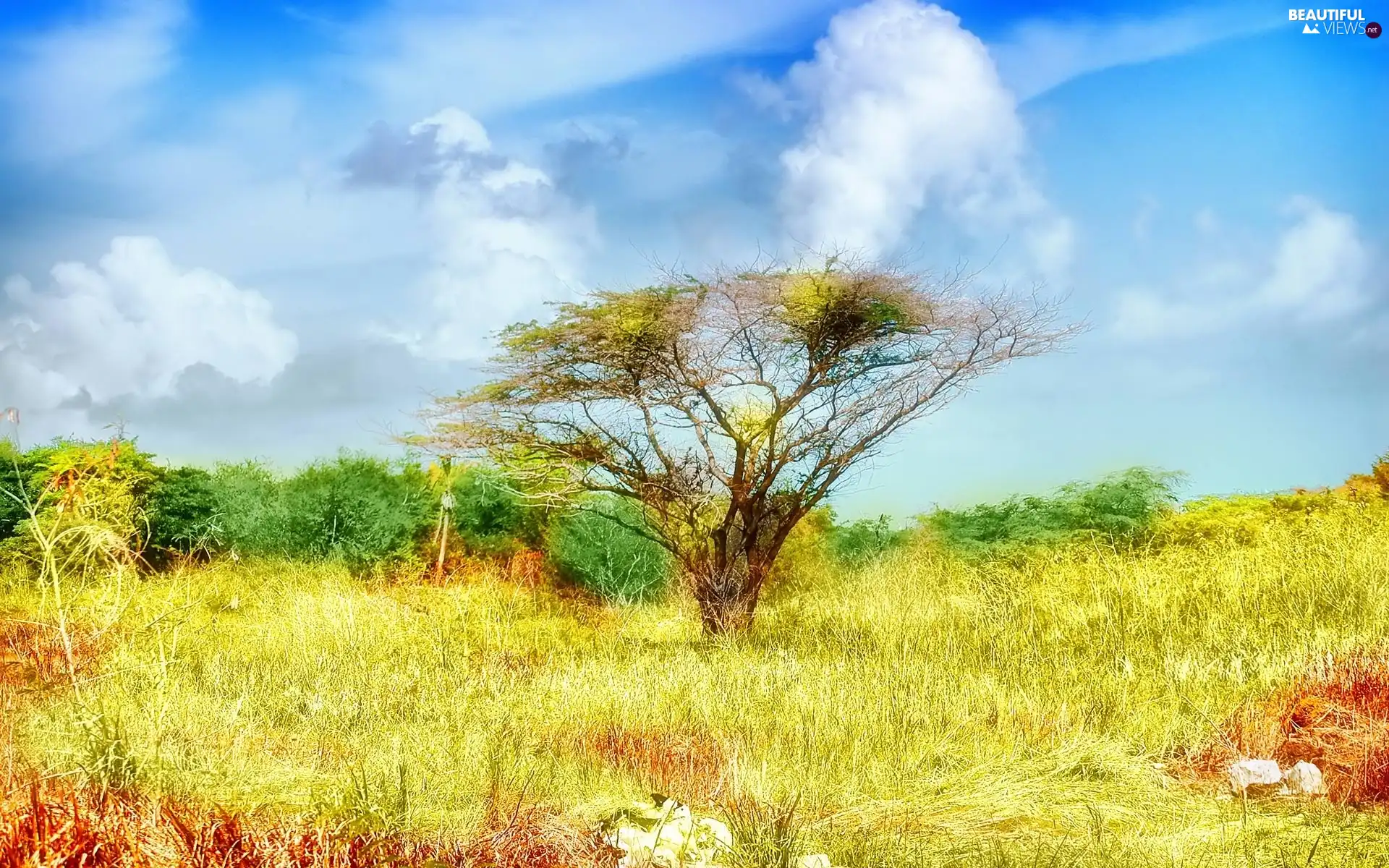 clouds, grass, trees, color