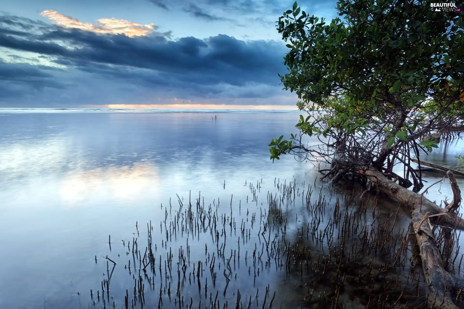 trees, lake, clouds