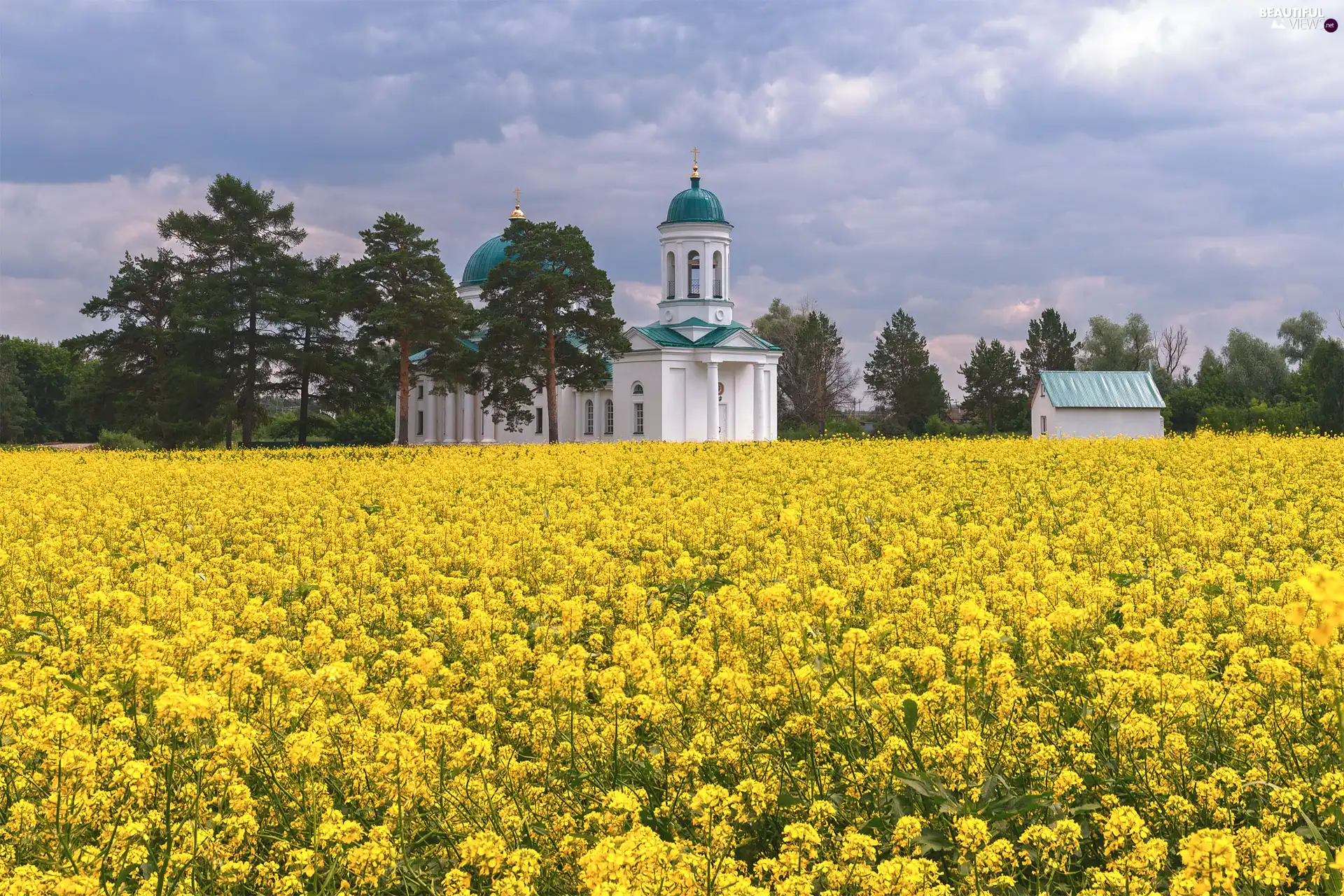 Field, rape, clouds, Church, viewes, Flowers, Yellow, trees