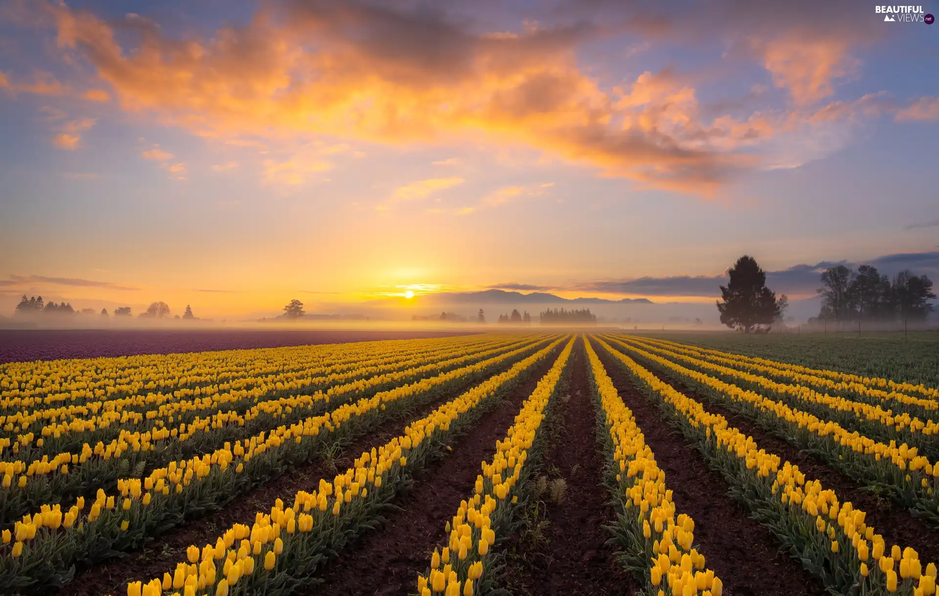 plantation, Sunrise, clouds, Fog, viewes, Yellow, Tulips, trees