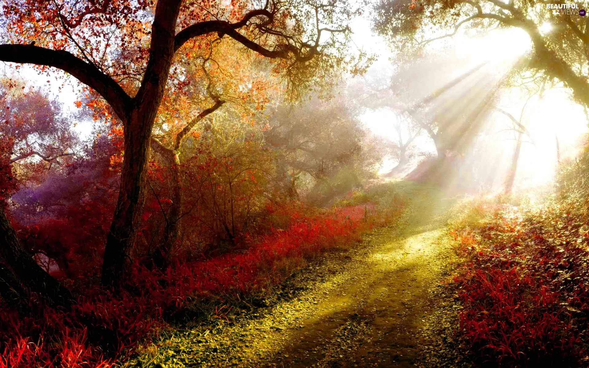 viewes, Path, color, trees, rays of the Sun