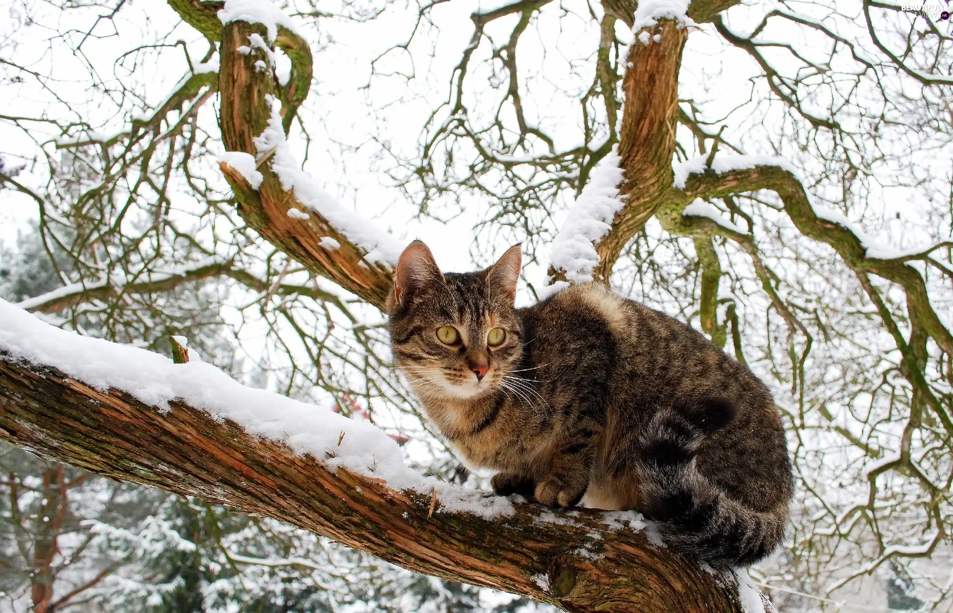 dun, winter, trees, cat